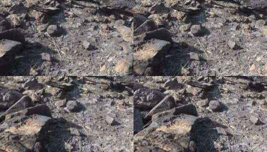 烧毁的森林土壤和岩石高清在线视频素材下载