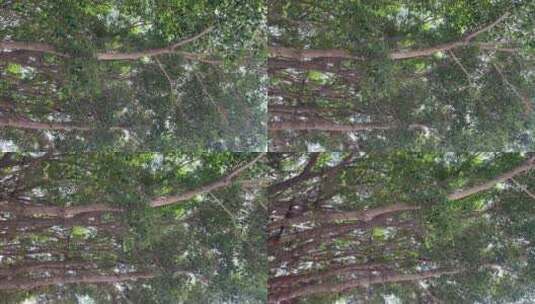 大榕树4K实拍视频高清在线视频素材下载