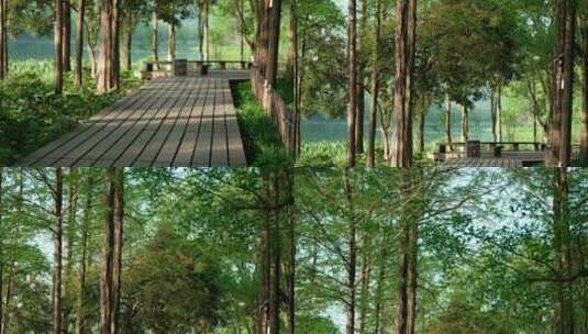 69 杭州 风景 古风 早晨 小道 树林高清在线视频素材下载