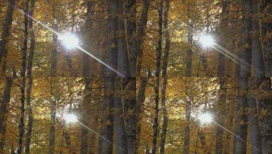 秋天的黄叶森林高清在线视频素材下载