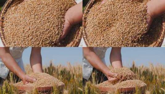 麦子素材高清在线视频素材下载