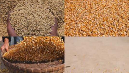 秋天粮食大丰收农民的喜悦五一劳动节多段合集高清在线视频素材下载