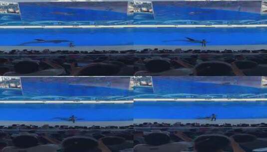 海昌乐园虎鲸表演高清在线视频素材下载