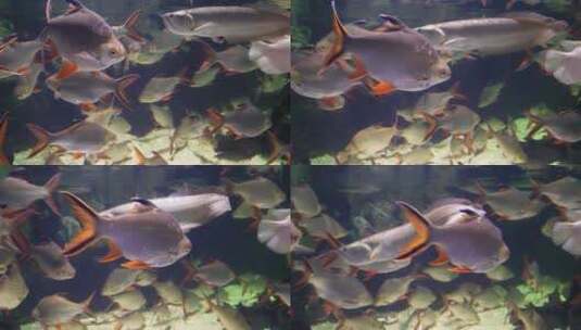 鲫鱼热带鱼雨林鱼类水下食人鱼高清在线视频素材下载