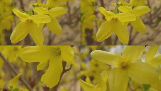 【镜头合集】黄色花朵花蕊叶脉迎春花花园高清在线视频素材下载