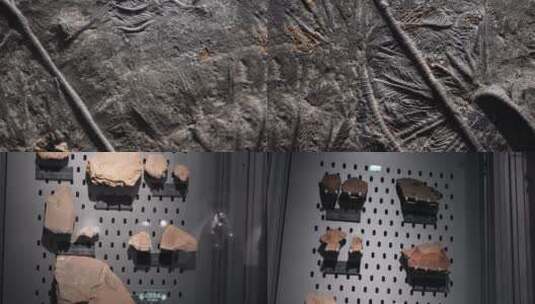 【镜头合集】考古古董陈列展示古生物化石高清在线视频素材下载