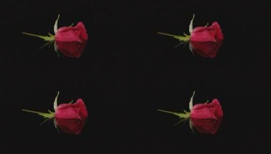 一支红玫瑰高清在线视频素材下载