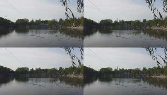 济南老城区百花洲湖面高清在线视频素材下载