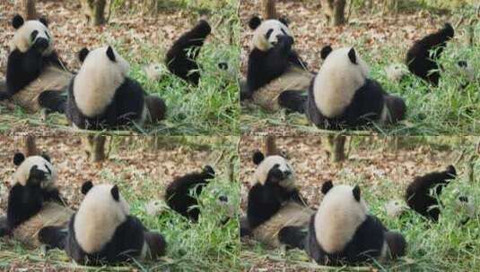 三只可爱的国宝大熊猫一起吃竹子高清在线视频素材下载