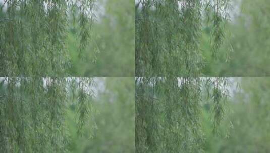 唯美春天公园花草树木阳光风景8K实拍高清在线视频素材下载