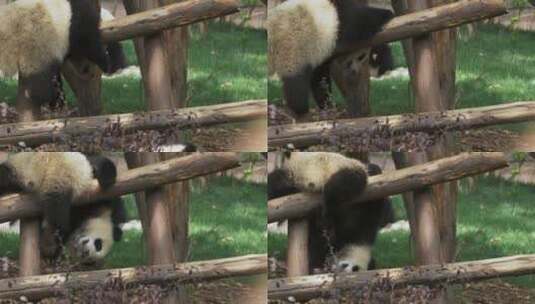 两只可爱的幼年大熊猫在玩耍高清在线视频素材下载