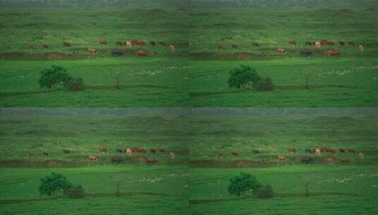 草地上的牛群高清在线视频素材下载