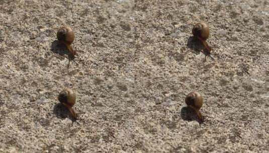 土地上爬行的蜗牛高清在线视频素材下载
