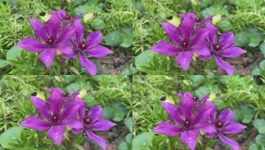 紫色铁线莲花朵高清在线视频素材下载