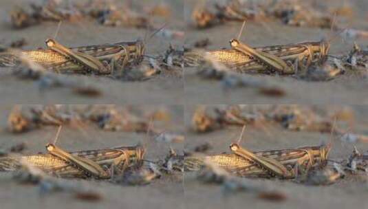 地上五颜六色的蝗虫高清在线视频素材下载
