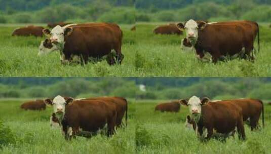 田间的牛群高清在线视频素材下载