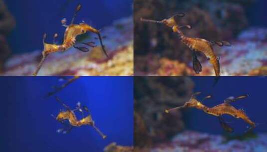 在水族馆蓝水里的热带海马高清在线视频素材下载