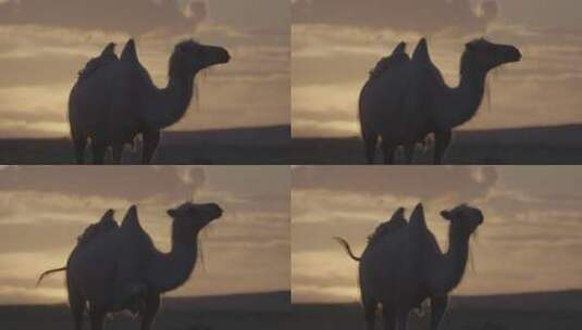 骆驼 日落 动物高清在线视频素材下载