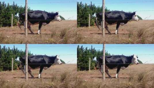 栅栏旁的奶牛高清在线视频素材下载