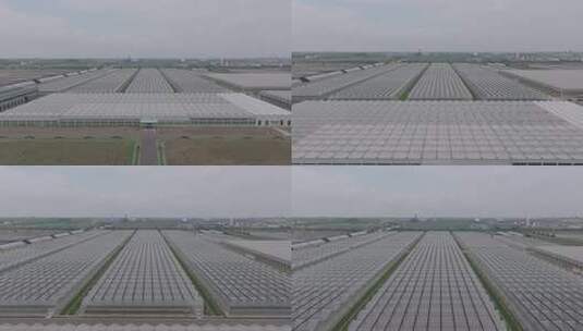 俯瞰大型蔬菜大棚种植基地高清在线视频素材下载