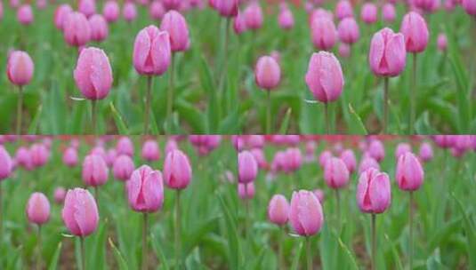 粉色郁金香花海特写高清在线视频素材下载