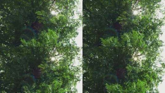 树木茂盛阳光穿过树枝高清在线视频素材下载