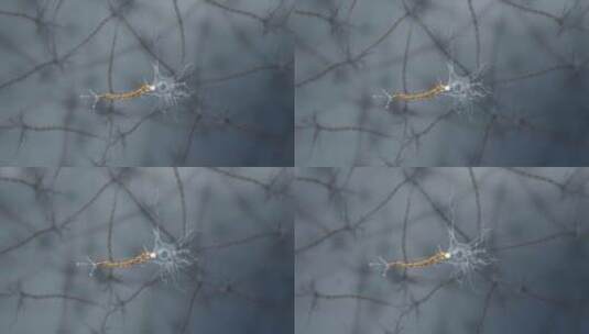 神经系统神经束轴突终树突神经终板神经胶质高清在线视频素材下载