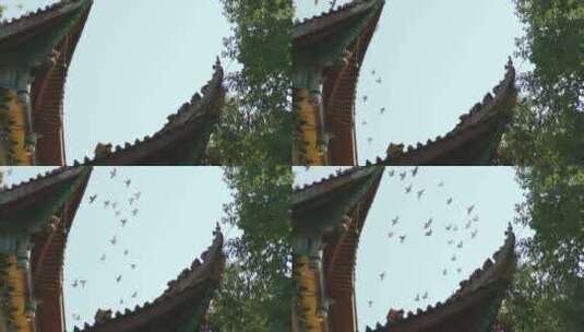 古建筑上飞行的鸽子高清在线视频素材下载