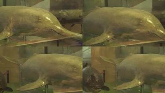 鲸鱼海豚标本模型深海生物高清在线视频素材下载