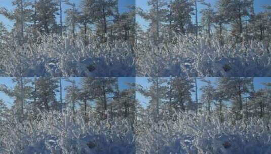雪原冰雪树枝高清在线视频素材下载