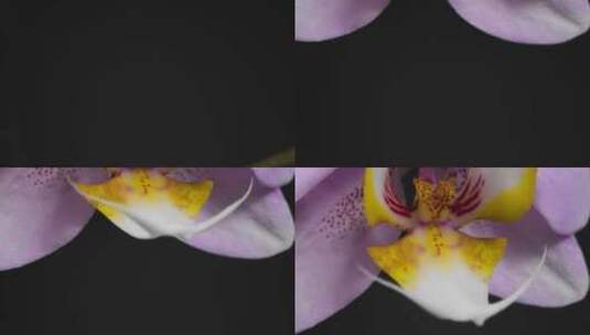 跟踪拍摄盛开的彩色花朵高清在线视频素材下载