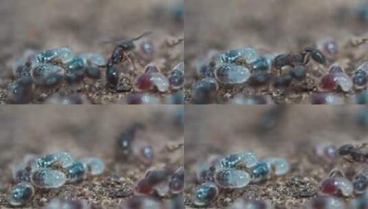 蚂蚁 勤劳的蚂蚁高清在线视频素材下载