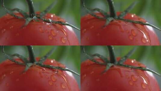 水滴滴落在西红柿上的特写镜头高清在线视频素材下载