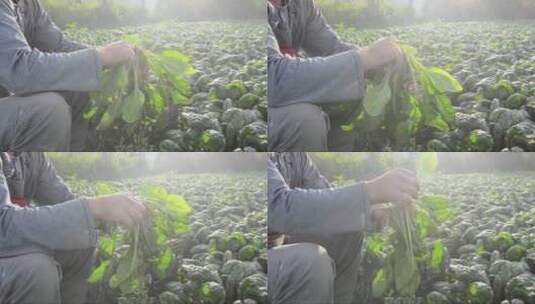 采摘蔬菜的农民高清在线视频素材下载