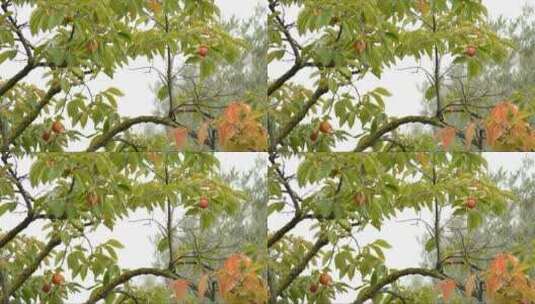 树上的叶子和果实高清在线视频素材下载