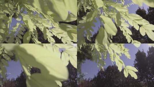 逆光树叶高清在线视频素材下载