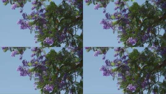 希腊蓝花楹树开花高清在线视频素材下载