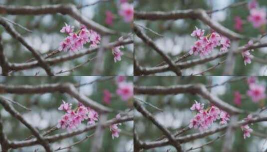 粉红色的樱花树高清在线视频素材下载