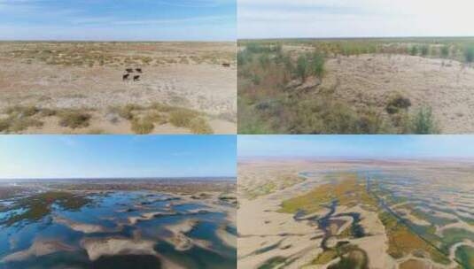 荒漠沙漠湿地生态保护区高清在线视频素材下载