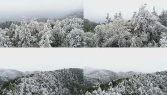 冬天雾凇树挂雪树枝冬日暖阳高清在线视频素材下载