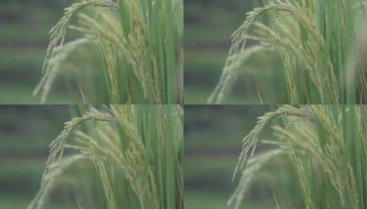 水稻稻穗高清在线视频素材下载
