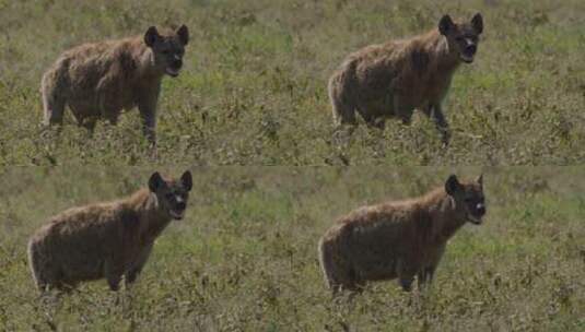 草地上的鬣狗特写高清在线视频素材下载