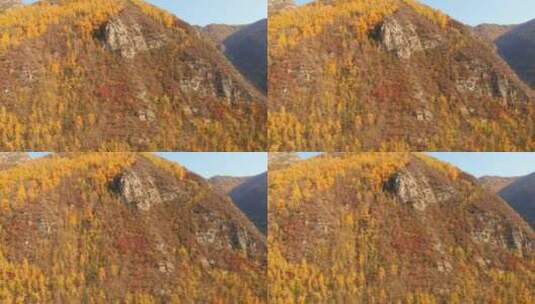 海东市 乐都区 北山林场 秋景 航拍高清在线视频素材下载