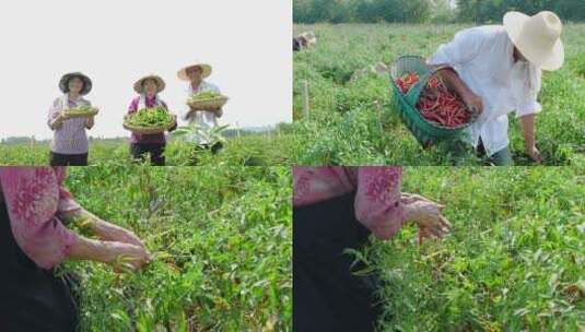 辣椒种植基地高清在线视频素材下载