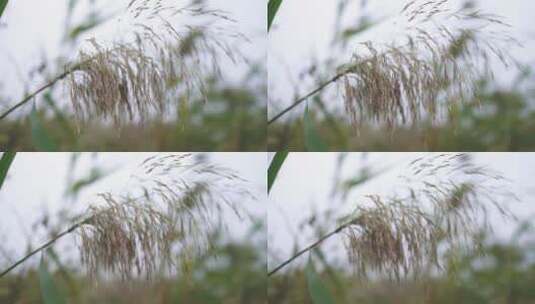实拍秋季大明湖公园的芦苇高清在线视频素材下载