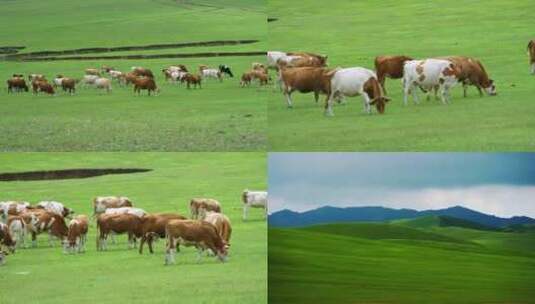 草原上的牛群7高清在线视频素材下载