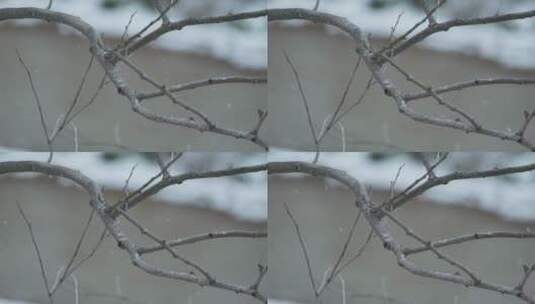 雪中树枝慢镜头升格4K实拍空镜高清在线视频素材下载