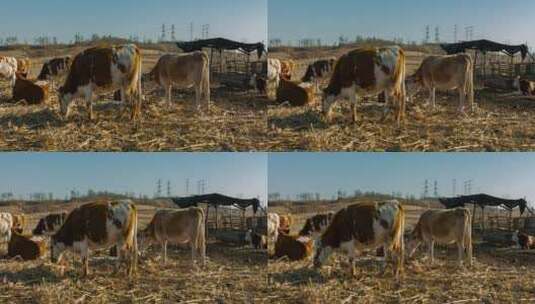 黄牛吃秸秆北方农村(3k)高清在线视频素材下载