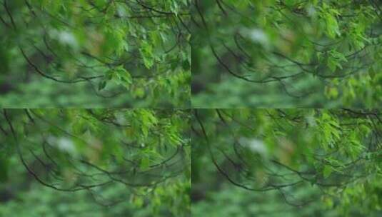 春天下雨樟树树叶雨滴升格视频高清在线视频素材下载