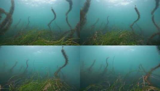 海底海草鱼类海洋生物高清在线视频素材下载